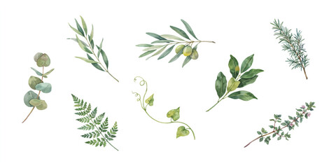Watercolor botanical elements with eucalyptus olive branches and rosemary during natural light for organic branding © RAKIB