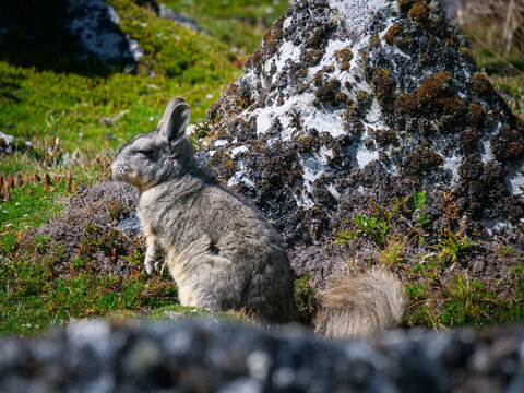 Andean viscacha sitting on rocky terrain in the mountains of Peru