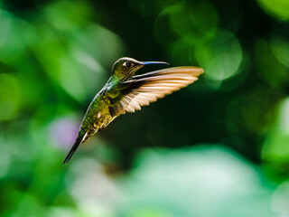 Vibrant hummingbird hovering in the lush tropical forests of Peru during a bright sunny day in the wild © Martin