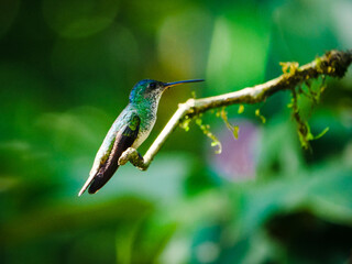 Fototapeta premium Beautiful green hummingbird perched on a mossy branch in the tropical rainforest of Peru
