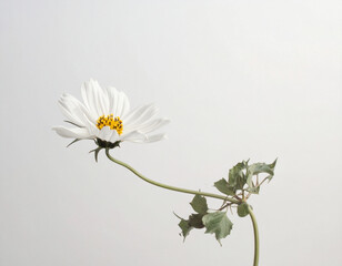 White cosmos flower with stem and leaves