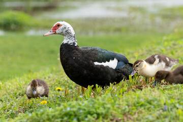 Muscovy Duck with Ducklings on Green Grass Wildlife Photography © Eli Pruett