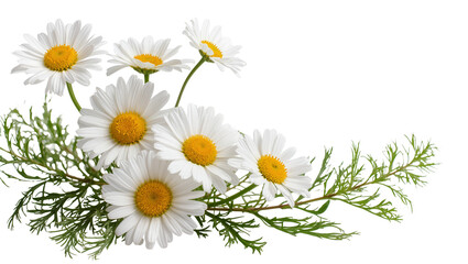 Fototapeta premium Isolated beautiful fresh white daisies with green leaves and stems a symbol of spring and innocence