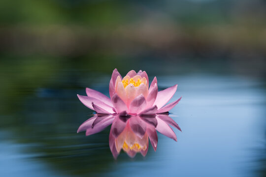 Pink lotus flower or water lily reflected on the water surface of a pond. Blurred background with shallow depth of field
