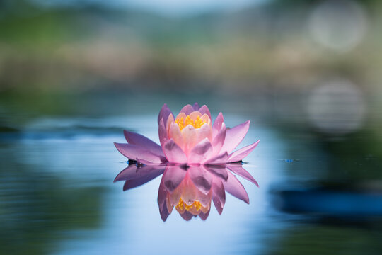 Pink lotus flower or water lily reflected on the water surface of a pond. Blurred background with shallow depth of field