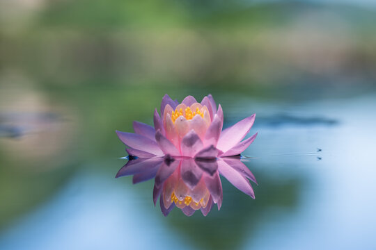 Pink water lily or lotus flower reflected on the water surface of a pond . Blurred background with shallow depth of field