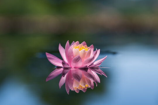 Pink water lily or lotus flower reflected on the water surface of a pond. Blurred background with shallow depth of field
