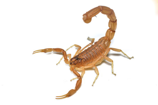 Closeup of the endemic Spanish yellow scorpion Buthus elongatus from M&aacute;laga, Andalusia, photographed on white background.