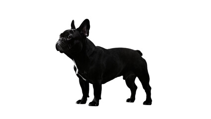 Obraz premium Isolated black French Bulldog standing, full body profile of a purebred companion dog