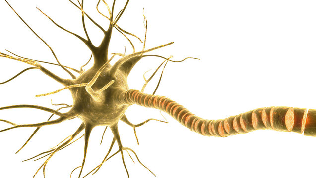 Isolated detailed 3D render of a human neuron nerve cell, vital for brain and nervous system.