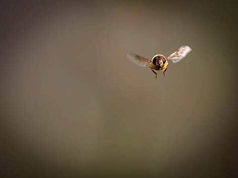 dung bee (Eristalis tenax) in flight