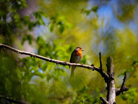 Robin on a branch in the forest