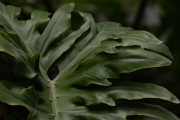Deeply Lobed Dark Green Leaves of a Tree Philodendron © foreverhappy