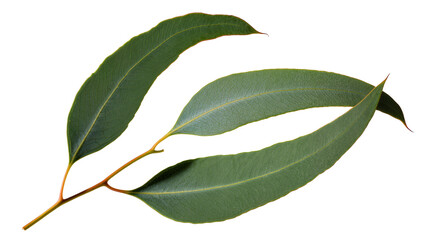 Isolated fresh green eucalyptus leaves on a branch, aromatic foliage from an Australian tree © Oisin