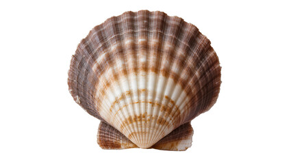 Isolated beautiful natural scallop seashell, detailed texture, brown and white patterns, marine life © Oisin