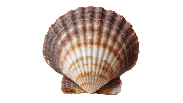 Isolated beautiful natural scallop seashell, detailed texture, brown and white patterns, marine life