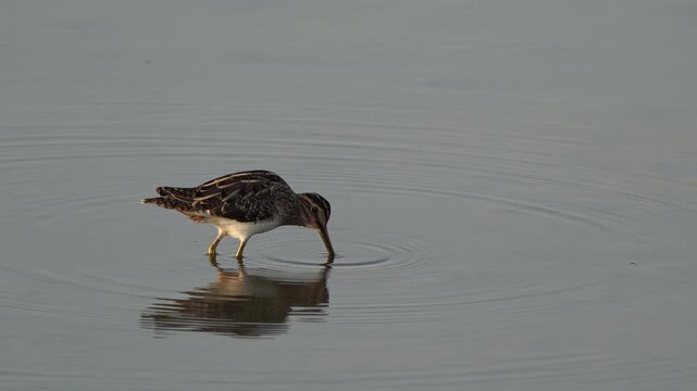  A common snipe (Gallinago gallinago) foraging in shallow water