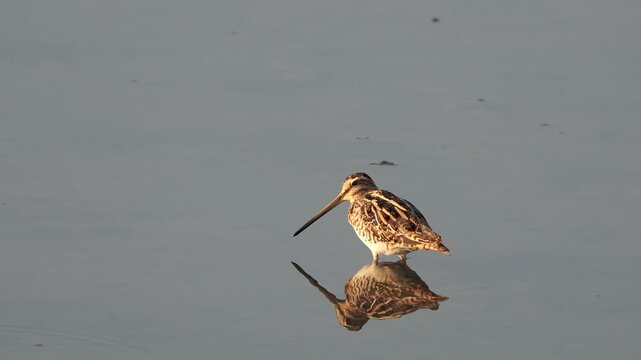 A common snipe (Gallinago gallinago) standing in shallow water, inspecting its surroundings and finally flying away