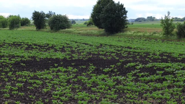 Beet Fields in a Rural Area Showing Healthy Plants Growing Under Cloudy Skies in the Summer Season