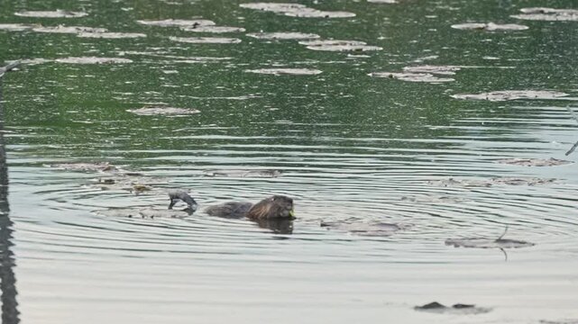 Close-up footage of a muskrat floating in marsh water while feeding on aquatic vegetation.