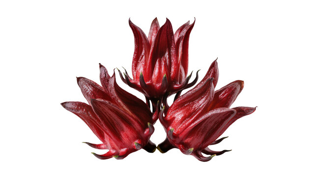 Isolated vibrant red hibiscus calyces, also known as roselle or sorrel, commonly used for tea