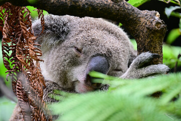 Koala descansando © Pablo