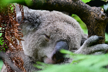 Koala descansando en un árbol © Pablo