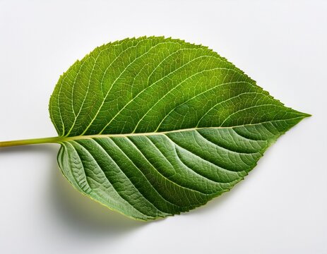 hydrangea leaf showcasing green veins on white background