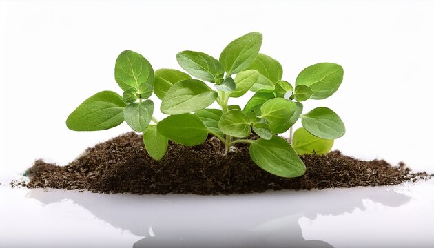 oregano small seedling plantlet growing on white background