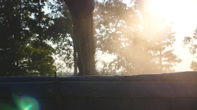 Detail view on yellow dry kernels falling from combine auger into trailer. Process of crop wheat loading. Beautiful scenic view with bright sun light at background. Concept of harvesting. Slow motion