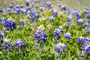 Obraz premium flowers, bluebonnet