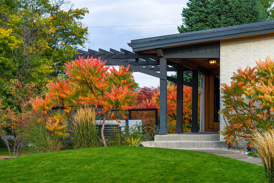 Tiger's Eye Sumac trees and shrubs surround a modern home with beautiful color during the Fall or Autumn season.