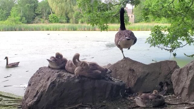 New England&mdash;early morning: under the watchful eye of the mother goose, several goslings huddle together, fast asleep on the rocks