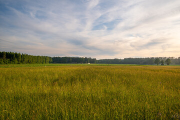 Obraz premium Golden Meadow Landscape