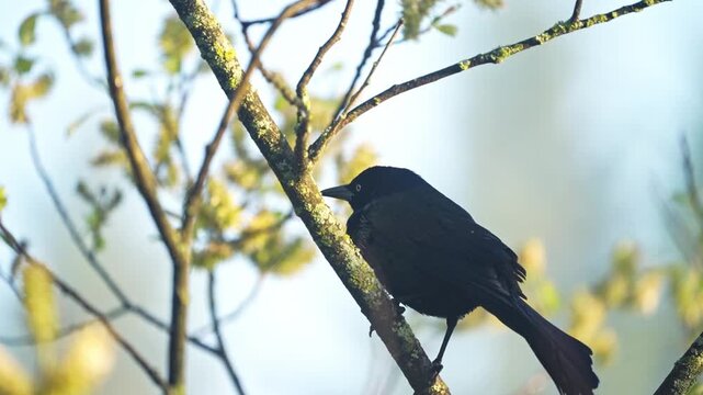 Slow-motion close-up of a common grackle perched on a tree branch against a soft spring background.