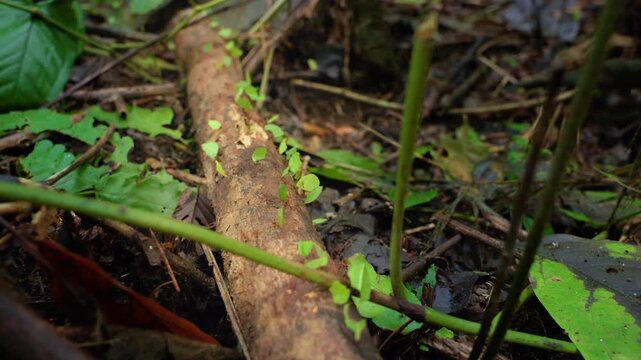 Leafcutter ants march in organized line across decaying log carrying freshly cut green leaf fragments through dense tropical rainforest floor covered with vegetation and fallen branches.
