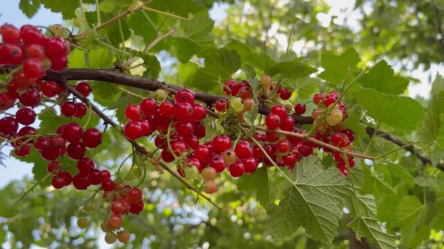 Ripe red currant berries hanging on a branch and swaying in the wind in a sunny summer garden