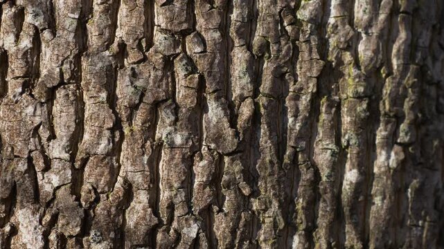Tree bark macro texture with gentle zoom‑in revealing fine structure