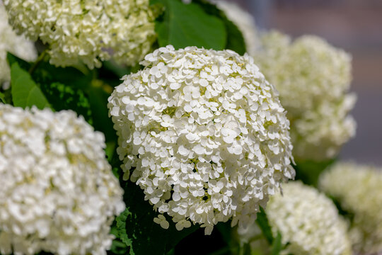Selective focus bushes of Hydrangea Arborescens flower in the garden, White hortensia or Smooth hydrangea is a species of flowering plant in the family Hydrangeaceae, Natural floral pattern background