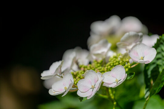 Selective focus bushes of white pink hortensia flowers with green leaves in garden, Hydrangea macrophylla is a species of flowering plant in the family Hydrangeaceae, Natural floral pattern background