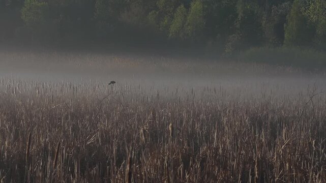 Red-winged blackbird singing in a foggy marsh surrounded by cattails and forest vegetation.