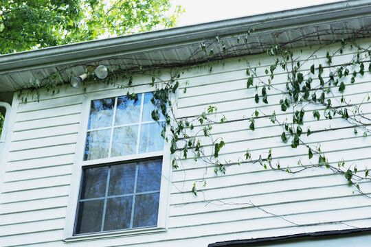House with an invasive vine on side of house for neglected property