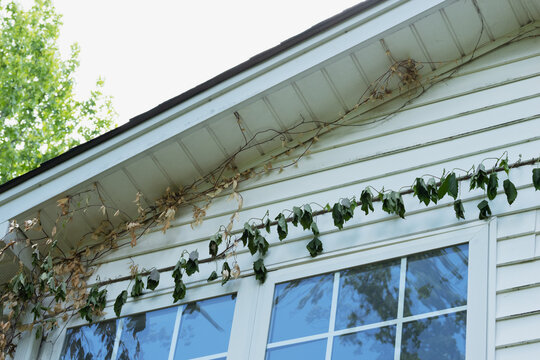 House with an invasive vine on side of house for neglected property