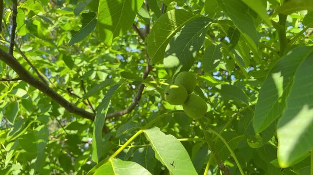 Close-up of unripe green walnuts hanging on a tree branch with lush foliage swaying in the summer breeze