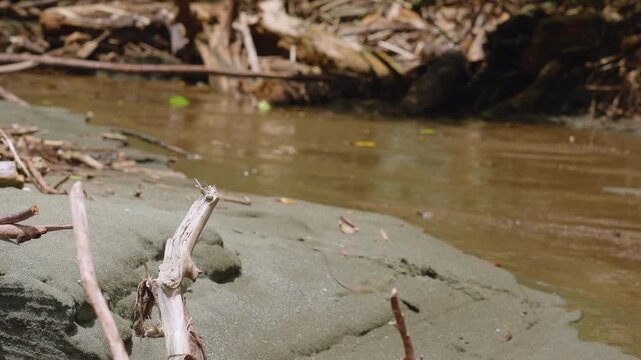 Jesus lizard rests on weathered driftwood branch along sandy riverbank in tropical environment. Muddy water flows past while fallen branches and debris scatter across the dark volcanic sand shoreline.