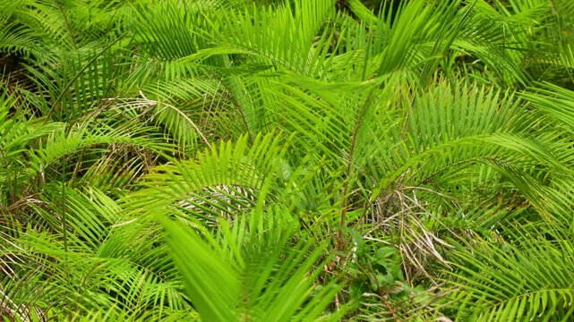 Dense tropical palm fronds create a lush green canopy in a rainforest setting. Vibrant emerald leaves with feathery pinnate structures overlap in natural jungle undergrowth vegetation.
