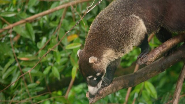 White-nosed coati carefully descends a tree branch in dense tropical rainforest. The curious mammal with distinctive facial markings navigates through lush green foliage and tangled vines.