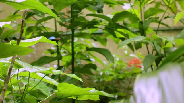 Monarch butterfly flies through vibrant green tropical plants in a garden setting. Brown wings flutter between large leaves with red flowers in the background and soft natural light.