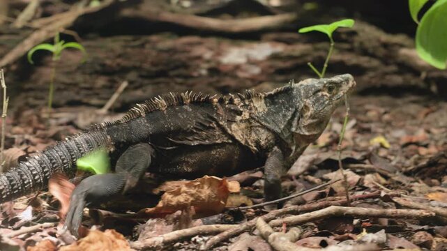 Black spiny-tailed iguana moves across tropical forest floor covered with dried leaves and twigs. Reptile displays distinctive dorsal spines and scaly skin among green seedlings.