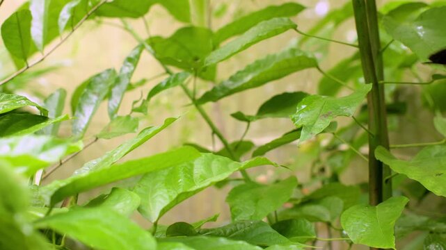 Monarch butterfly displays striking blue and brown patterned wings while flying through vibrant green foliage. The delicate insect moves gracefully among tropical leaves with soft bokeh background.